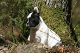 BOULEDOGUE FRANCAIS 1130